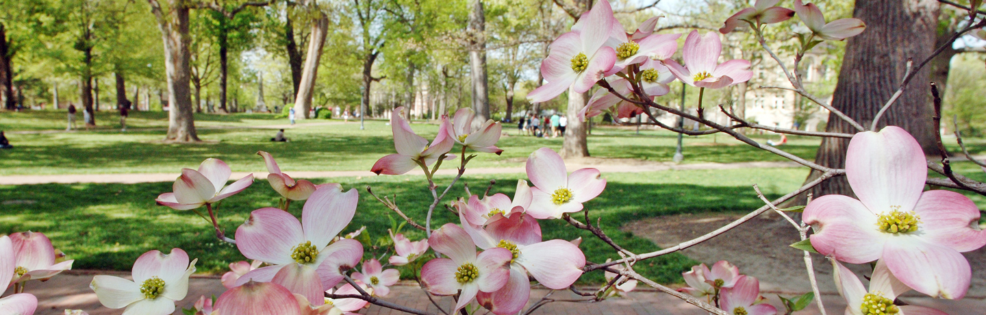 Dogwoods bloom on McCorkle Place at the University of North Carolina at Chapel Hill.