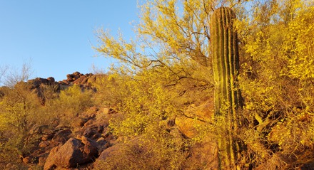 Camelback Mountain Hike - Echo Canyon cactus