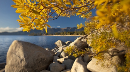 Aspen Tree_Lake Tahoe