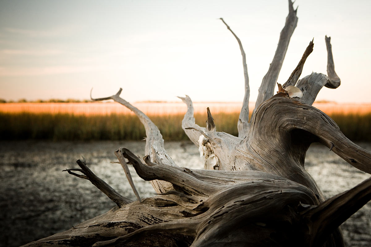 Driftwood in the marsh