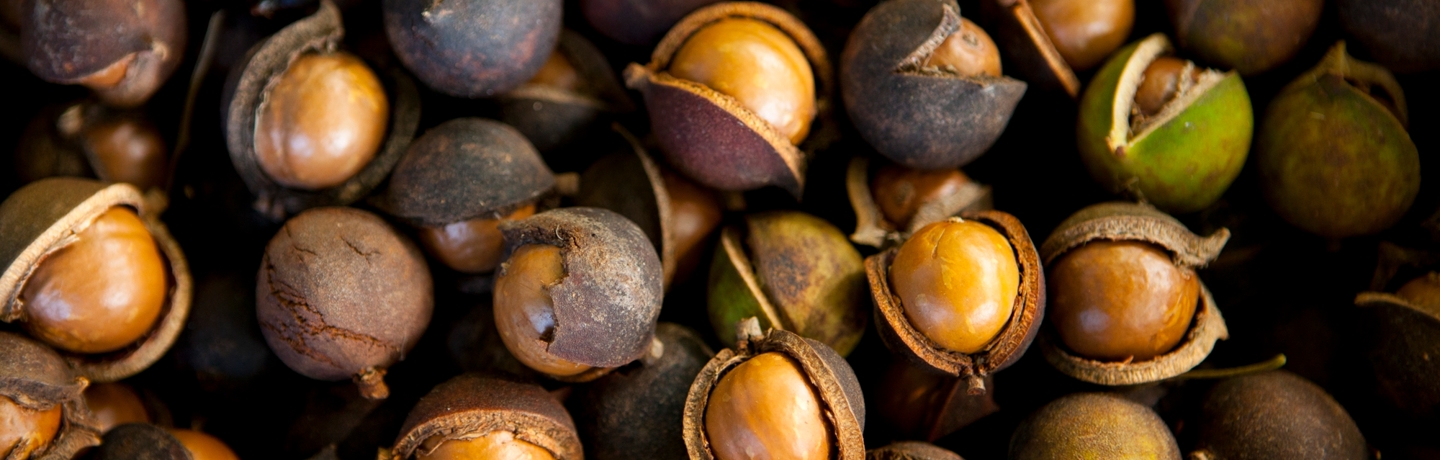 Native Hawaiian Nut Trees