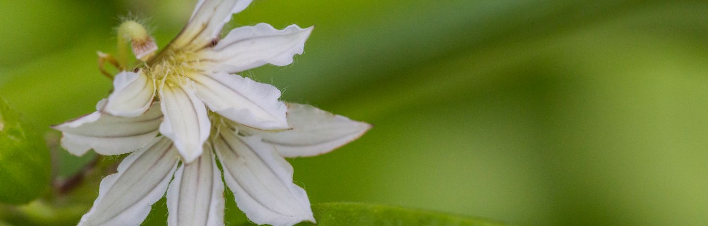 White Naupaka Flower