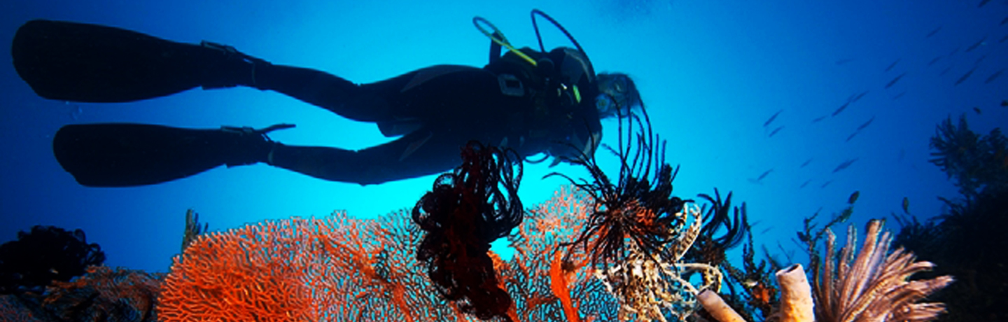 A diver swimming over a beautiful display of mixed corals and sponges, Drop off, Seraya, Tulamben, Bali, Bali sea, Indian ocean,  Asia