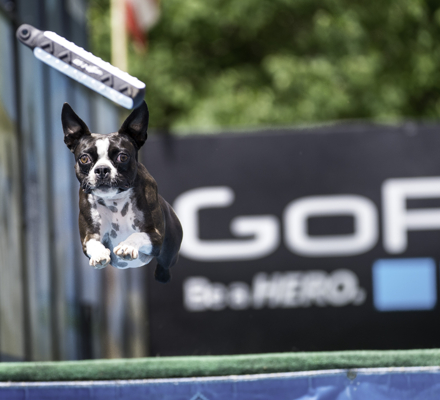 Dog competing in the GoPro games in Vail