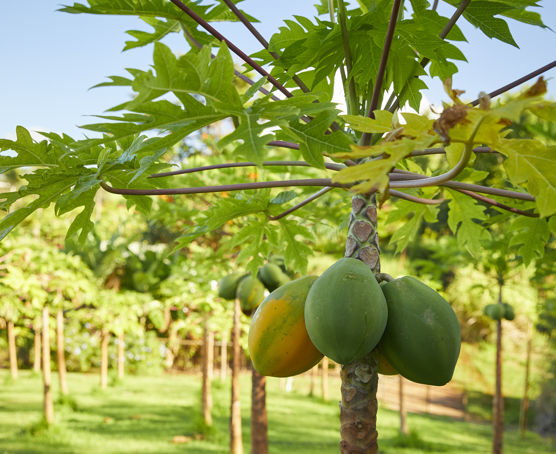 Kauai papaya