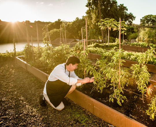 A chef picking fresh vegetables from the vine at sunset at the Kukui'ula Farm. 