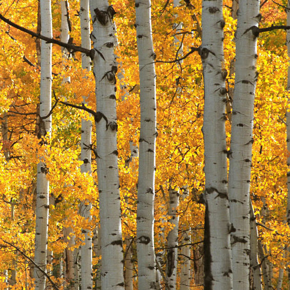 Fall Adventures in Vail
