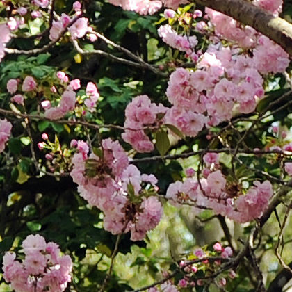 Spring flowers at the University of North Carolina at Chapel Hill.