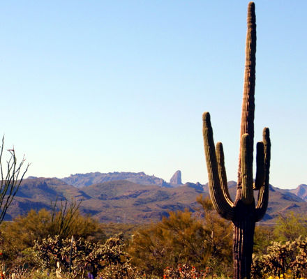 Cactus in Arizona Desert