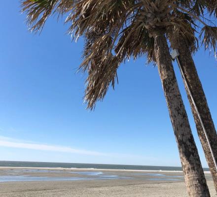 beach isle palms nourishment project dunes wild palm