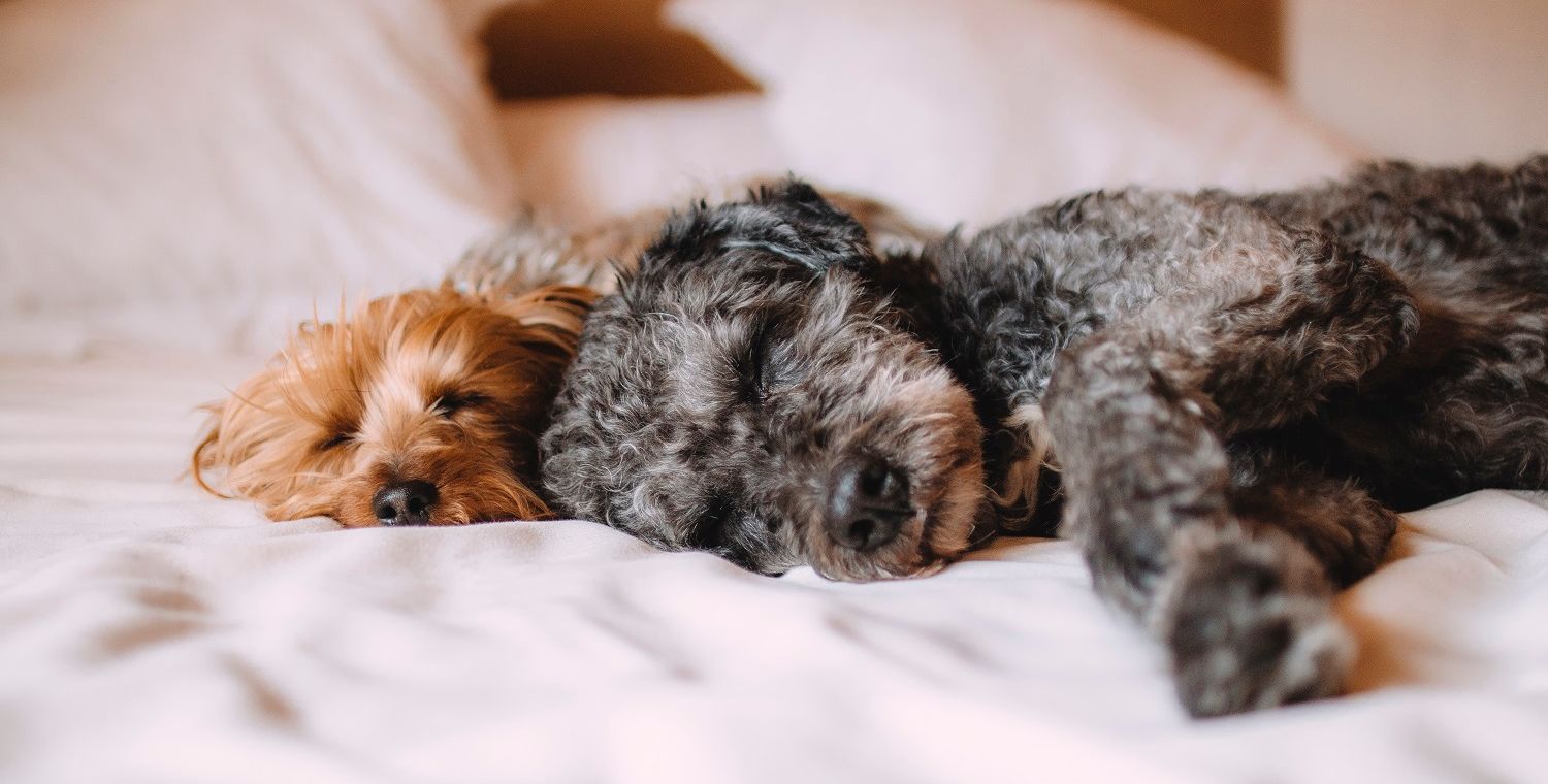 Hotel Revival_Pet Friendly_Image of two dogs on bed