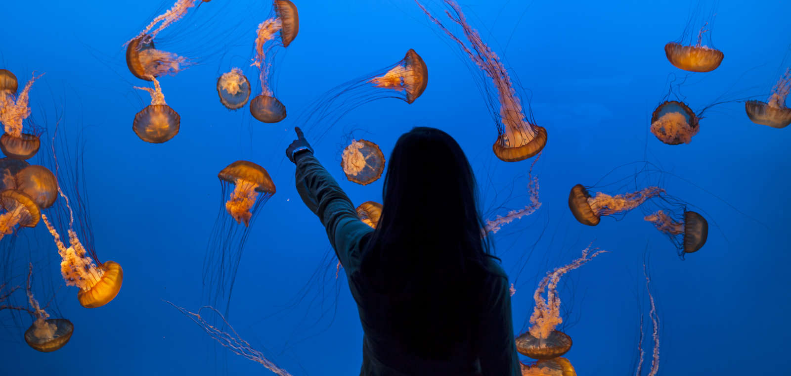 Girl points to fish, animals, plants and seaweed on the bottom of the ocean.  Sea nettle jelly fish animals, plants and seaweed